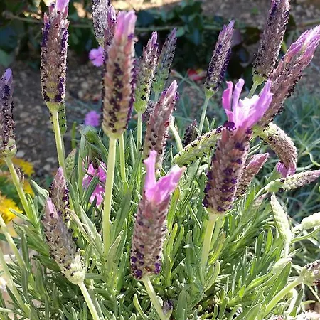Cactus דירה Donji Okrug (Ciovo)