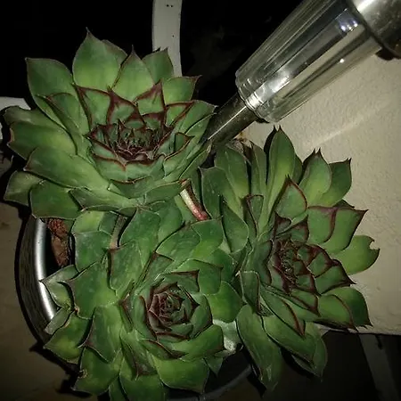 Cactus Donji Okrug (Ciovo)