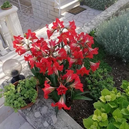 Cactus Apartment Donji Okrug (Ciovo)