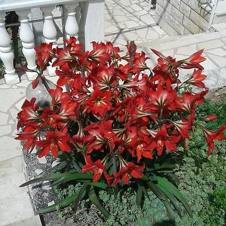Cactus Donji Okrug (Ciovo)