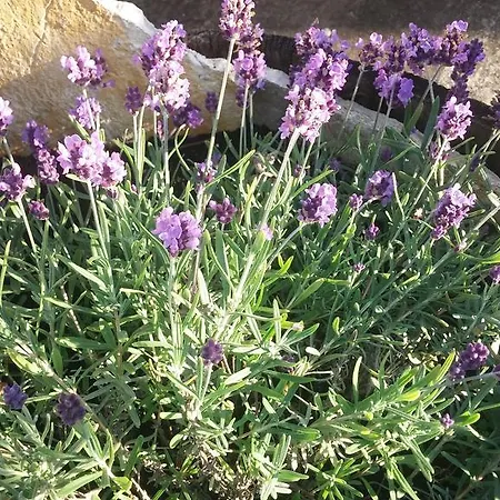 Cactus Donji Okrug (Ciovo)