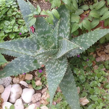 Cactus * Donji Okrug (Ciovo)
