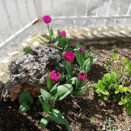 Cactus Donji Okrug (Ciovo)