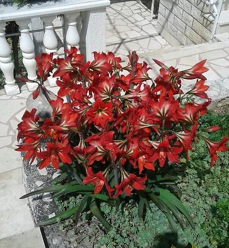 Cactus Donji Okrug (Ciovo)